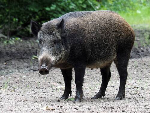 Wildschwein Daun