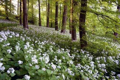 Fruehling wald mondviolenbluete auf dem ernstberg