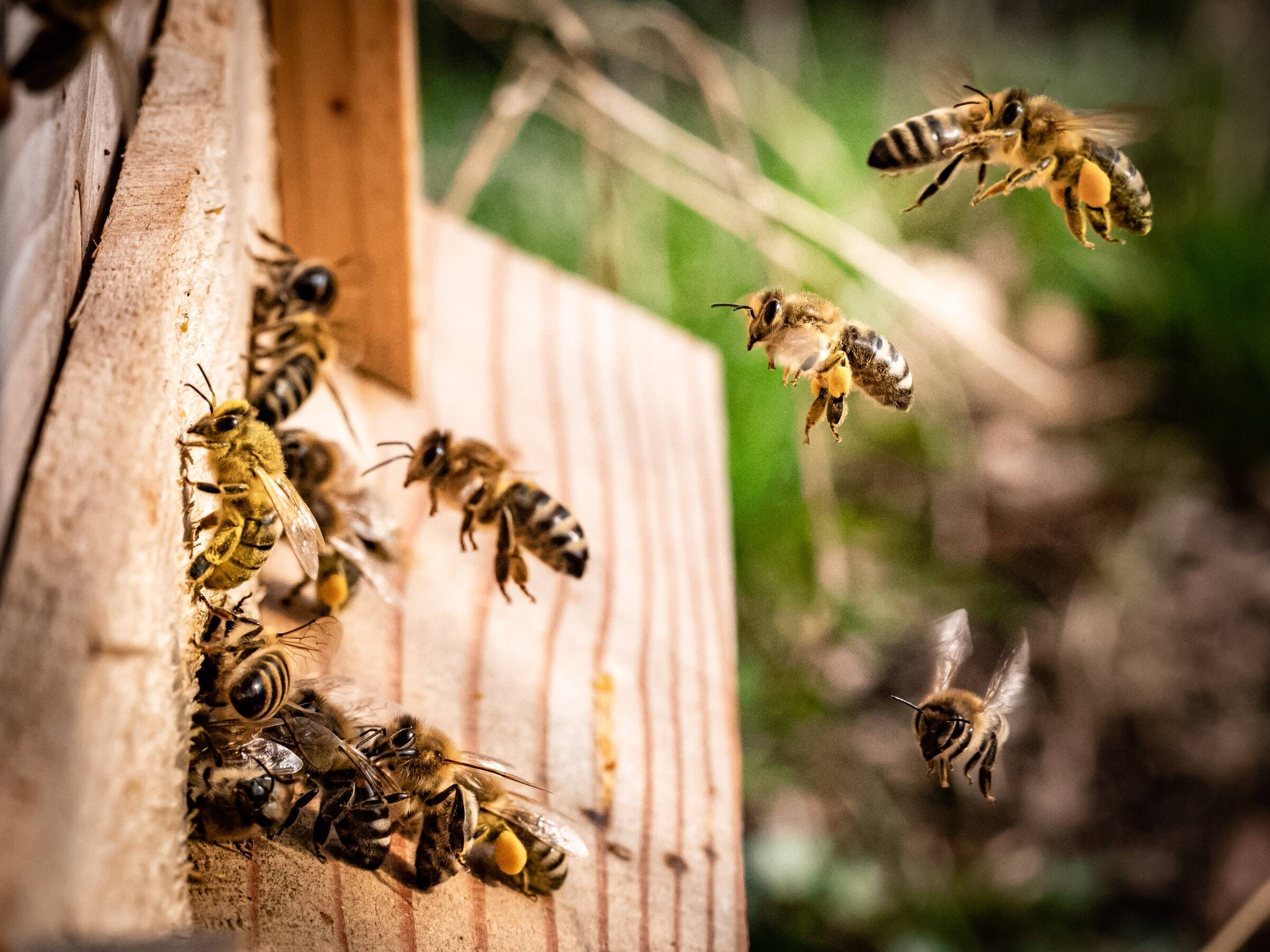 Honey bees flying into beehive macro shot