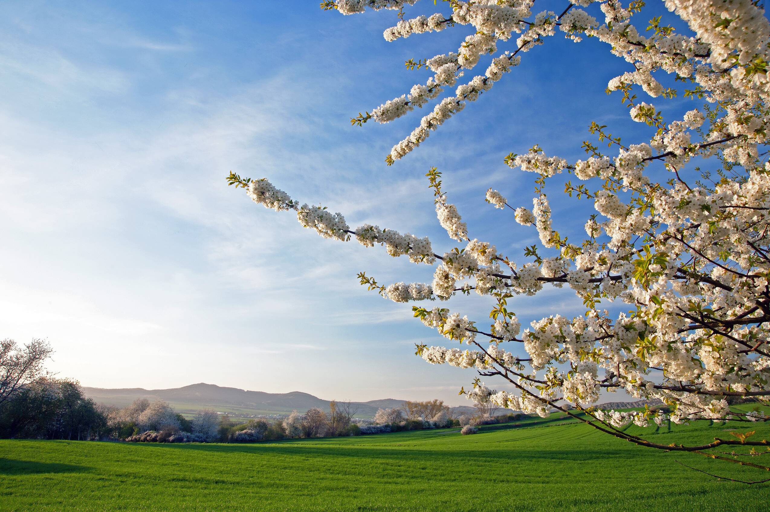 Obstbaum bluete